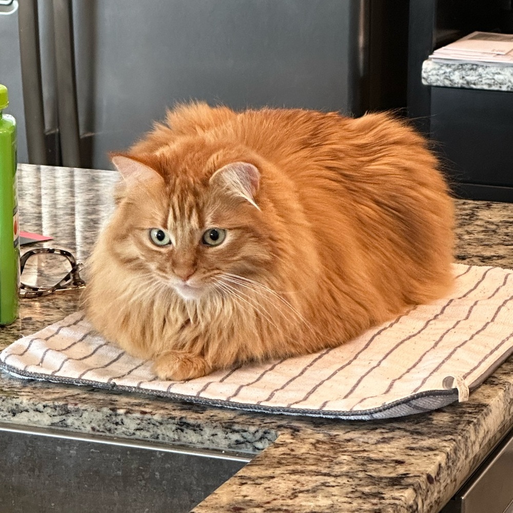 Meet your Posher, Heather